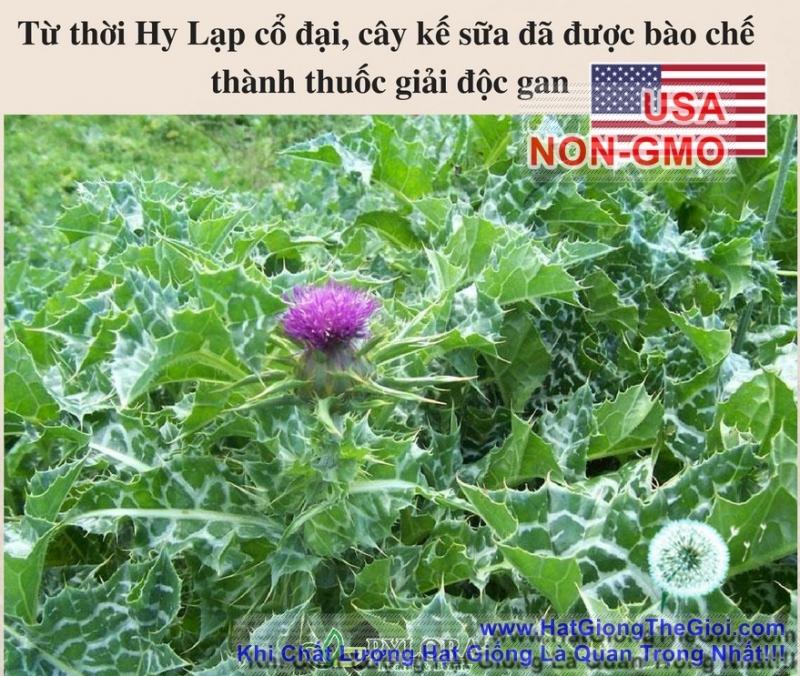 2GRAM 80.HẠT Hạt Giống Kế Sữa Gan Milk Thistle (KL| A4*X43*M228)