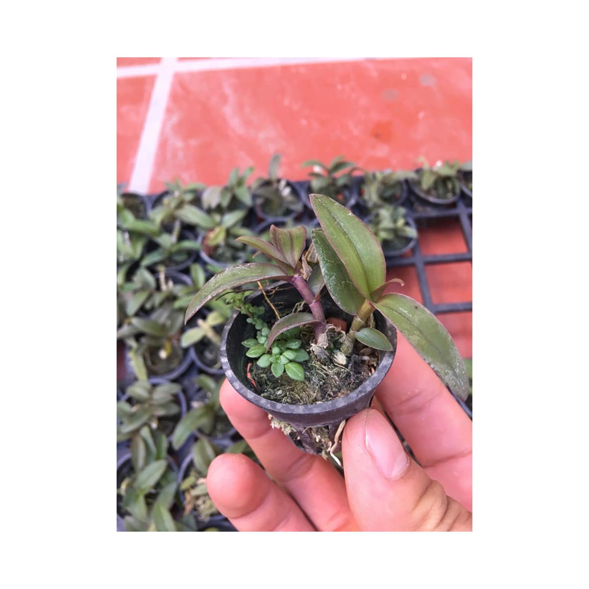 Lan Dã Hạc Di linh Giống