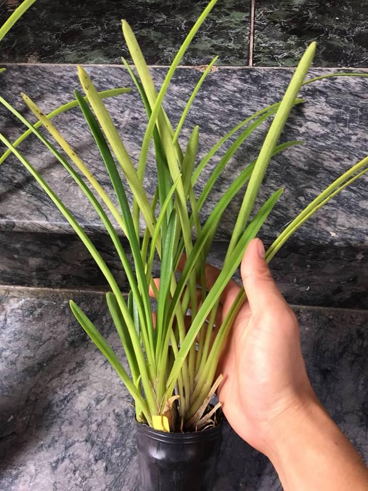 Lan giống Kiếm đỏ chậu 3 thân