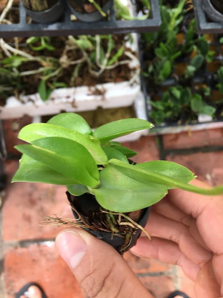 Catlya hàng giống nhiều màu( combo 3 chậu 3 màu)