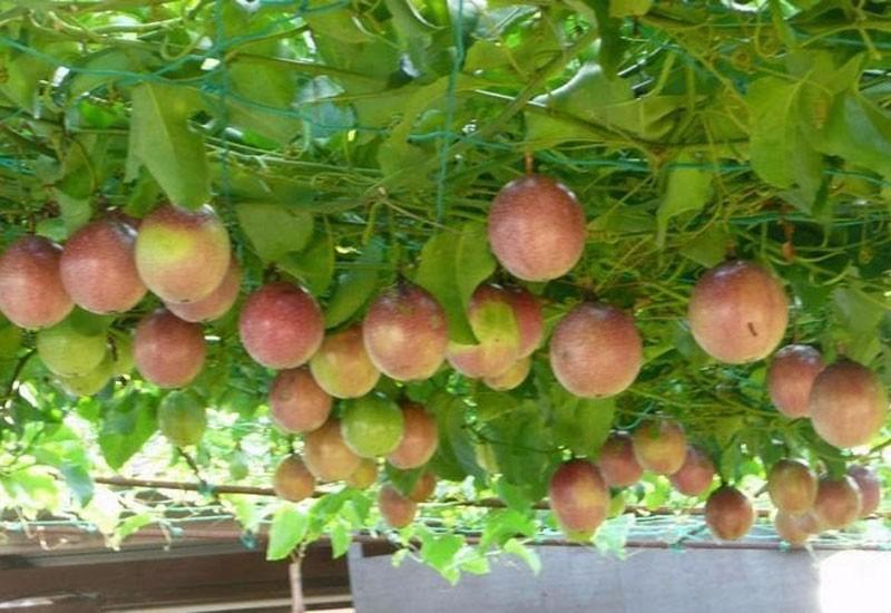 Hạt cây chanh dây - chanh leo - gói 30 hạt