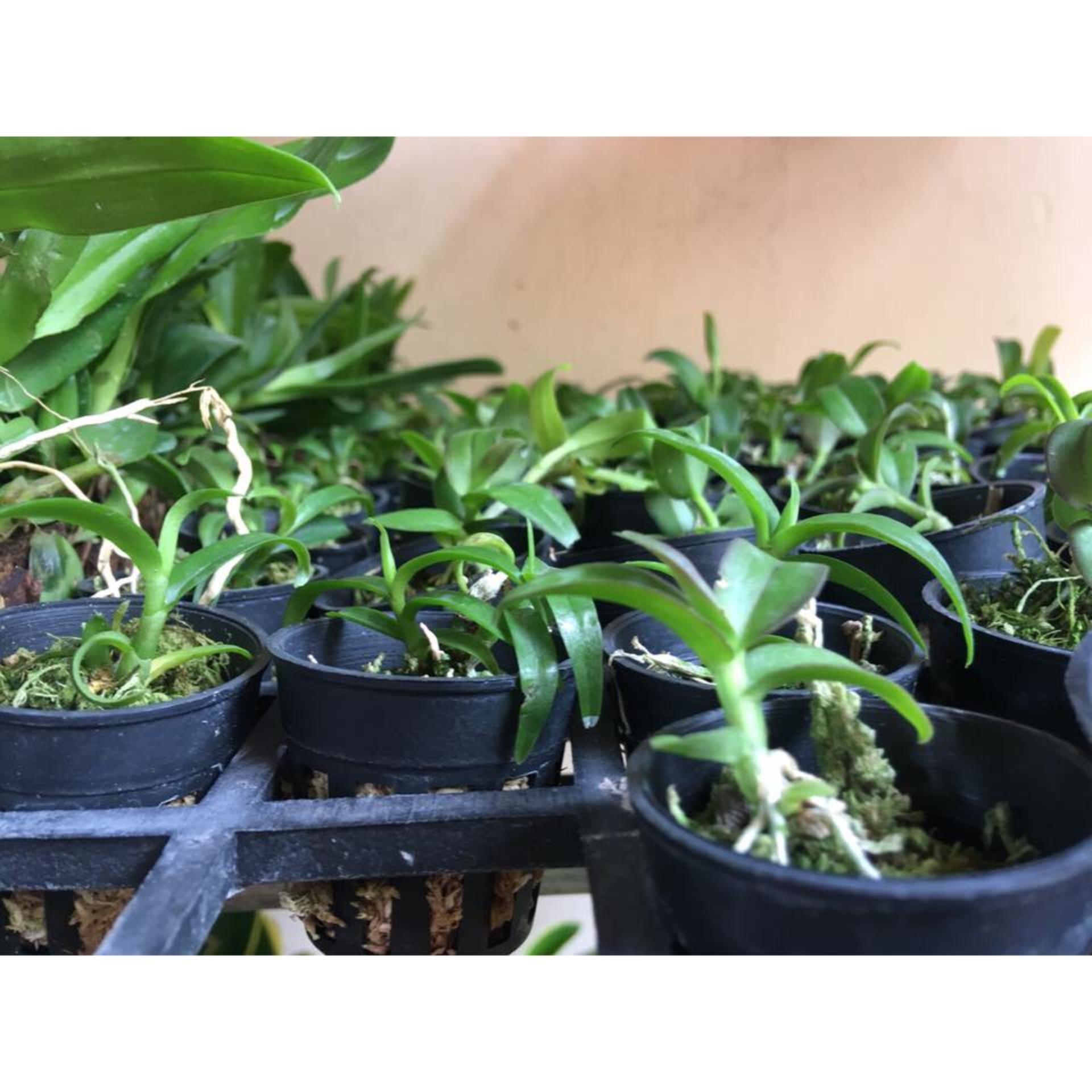 Giả hạc Hawai  Trắng và tím Cốc giống