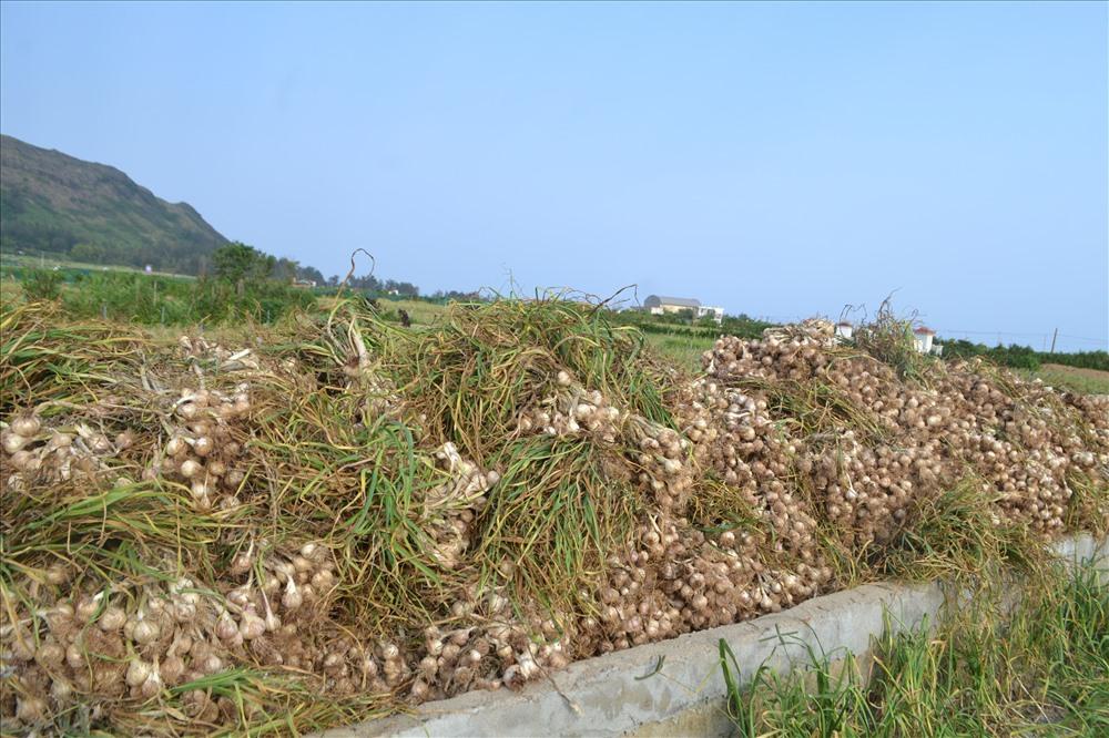 Tỏi Lý Sơn