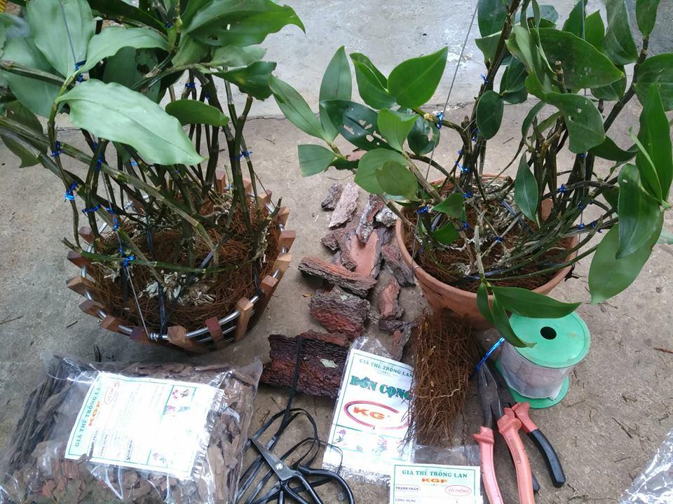 vỏ thông trồng lan 1kg