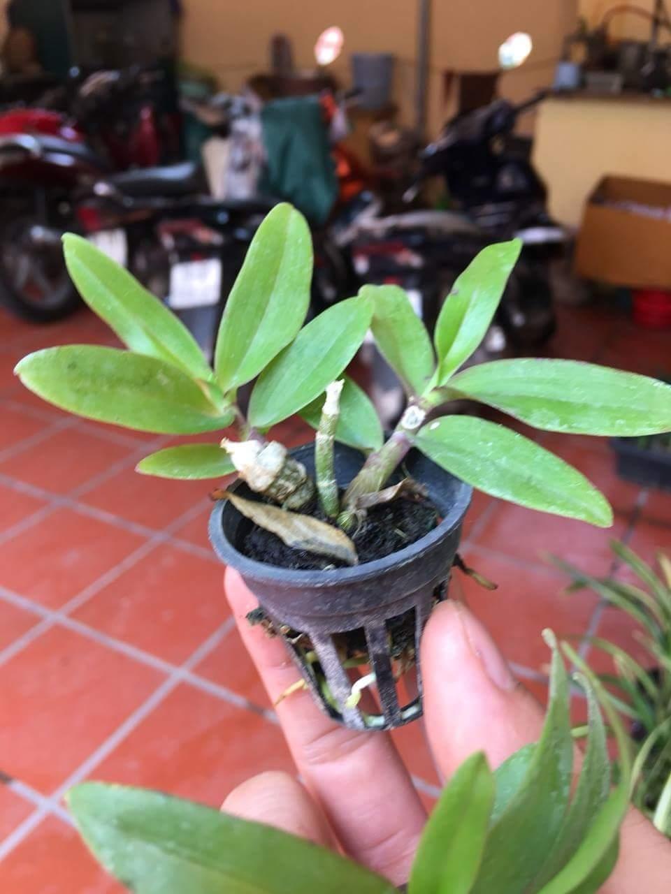 Trầm rừng cốc giống
