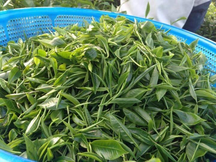 Trà nõn tôm Thái Nguyên thượng phẩm