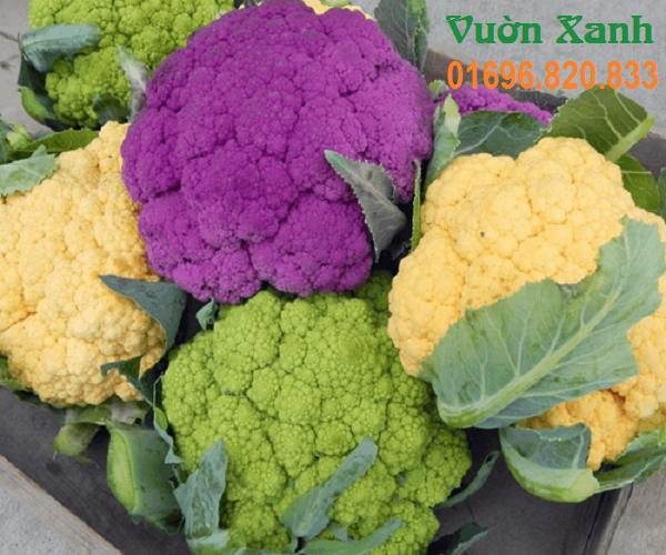 Hạt giống súp lơ nhiều màu 20 hạt