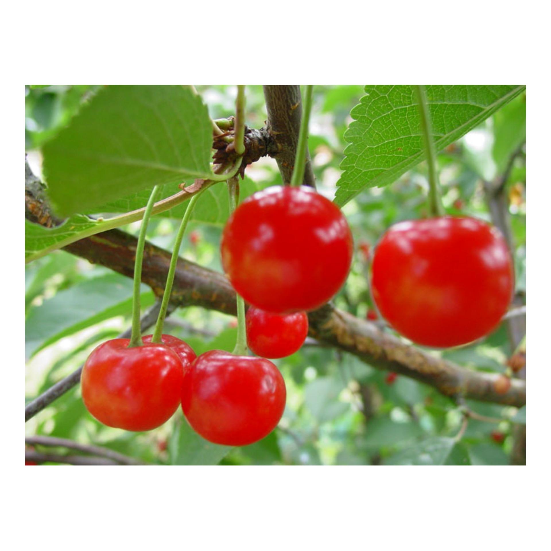 Hạt giống Cherry (Anh đào) (Lucky)