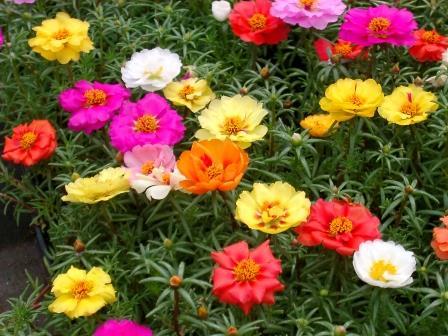 Gói 100 Hạt giống hoa Mười giờ nhiều màu (tặng gói kích nẩy mầm và hướng dẫn)