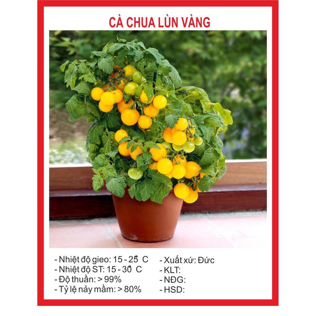 Hạt Giống Cà Chua Lùn Vàng (30 hạt)