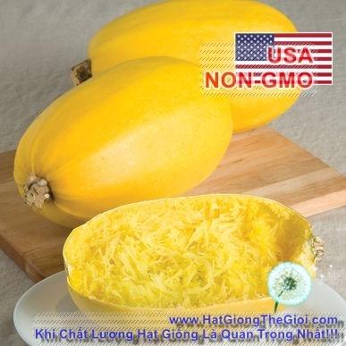 1Gr Hạt Giống Bí Sợi Mì Ý Spaghetti (A1.302| C38A*W44*M159)