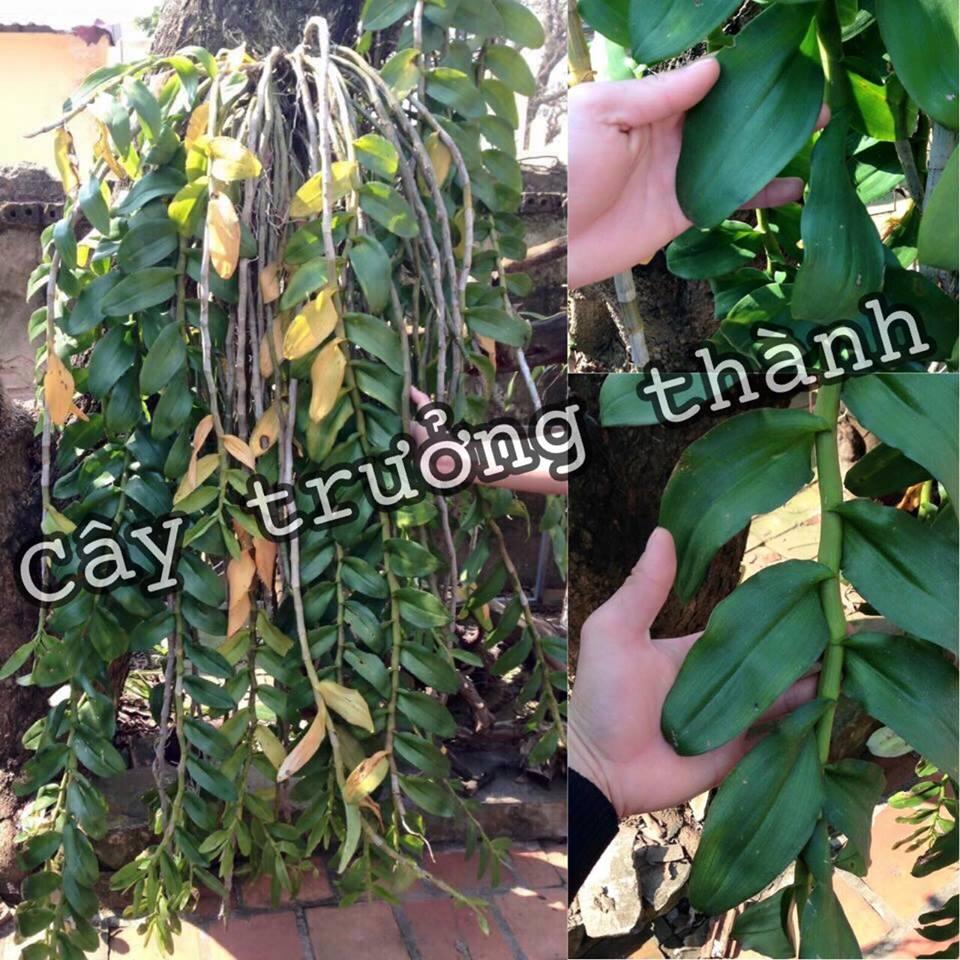 Lan giống Phi điệp hòa bình