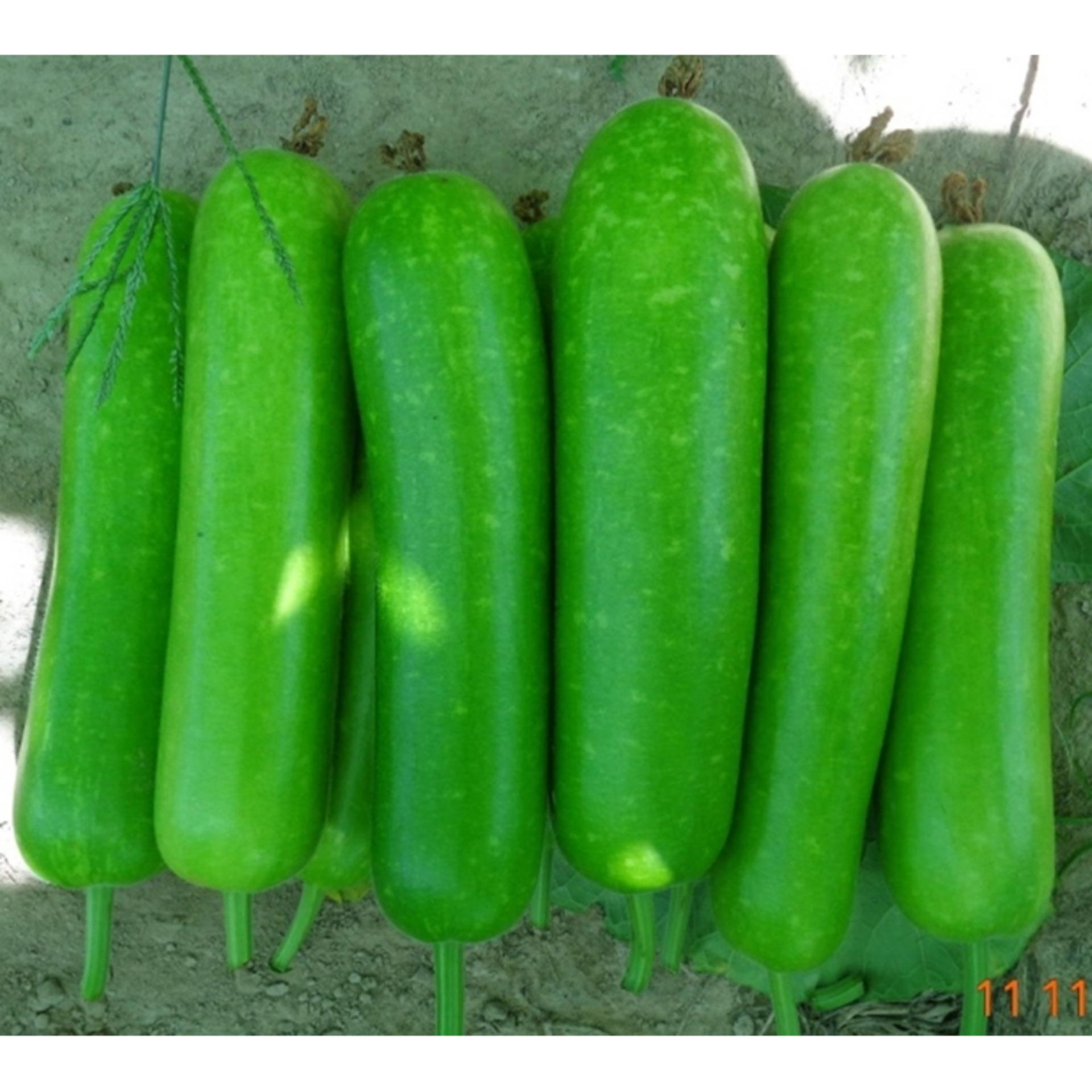 Hạt giống bầu lai f1
