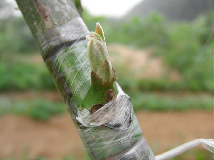 Băng ghép cây cuộn xanh 5cm