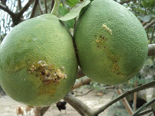 Thuốc diệt ruồi đục trái - Vizubon-D