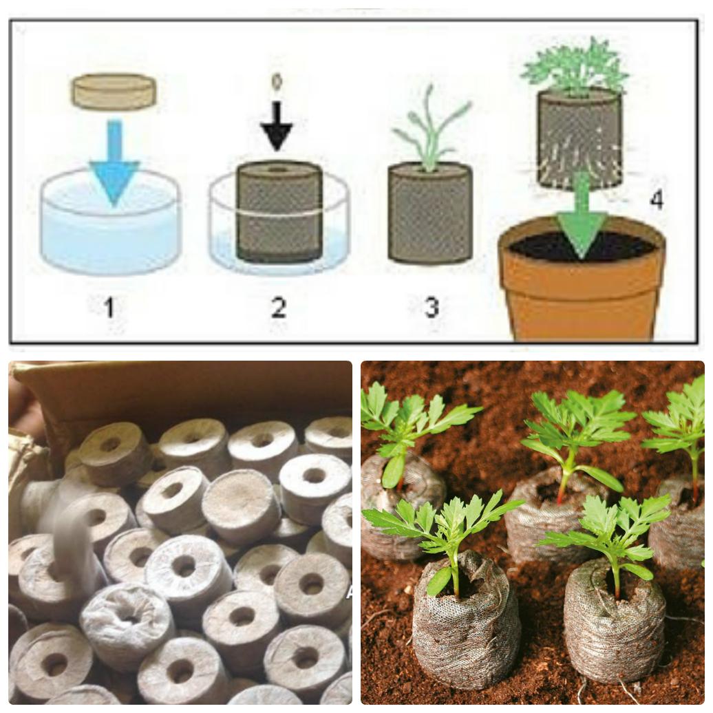 Bộ 80 viên nén ươm hạt giống (viên nén xơ dừa)