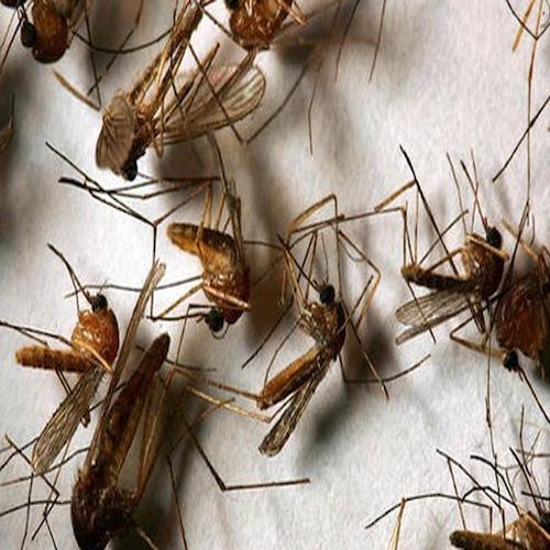Thuốc diệt muỗi MAP PERMETHRIN 50EC - 100ml (Hockley - Anh Quốc)