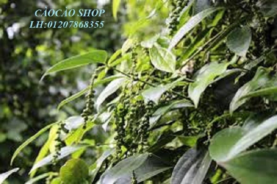 HẠT TIÊU ĐEN DAKLAK(500g)
