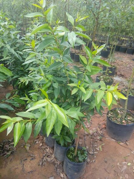 Cây vối nếp - chiều cao 0.6m
