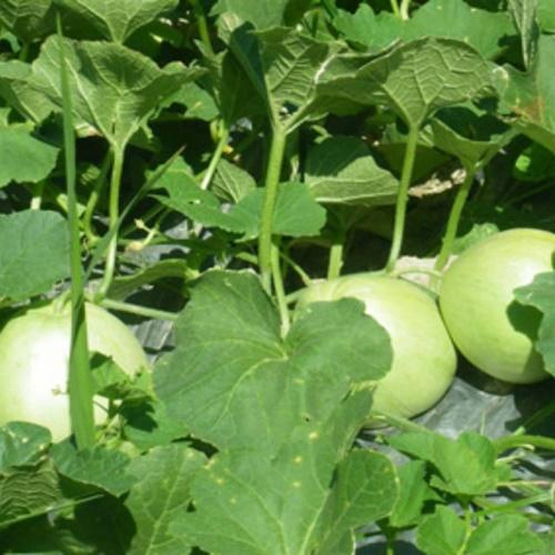 Hạt Giống Dưa Lê Siêu Ngọt Loại Dễ Trồng. Túi 10 Hạt