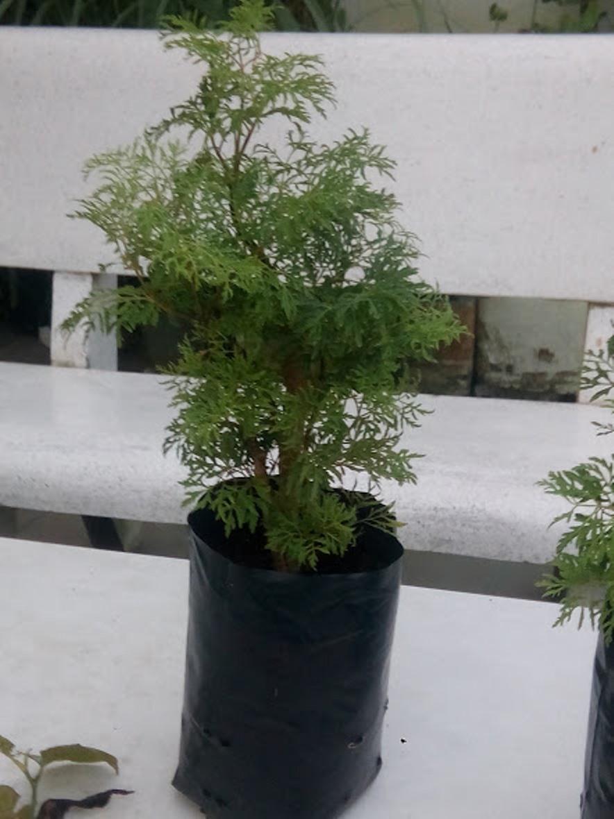Cây đinh lăng - loại lá nhuyễn
