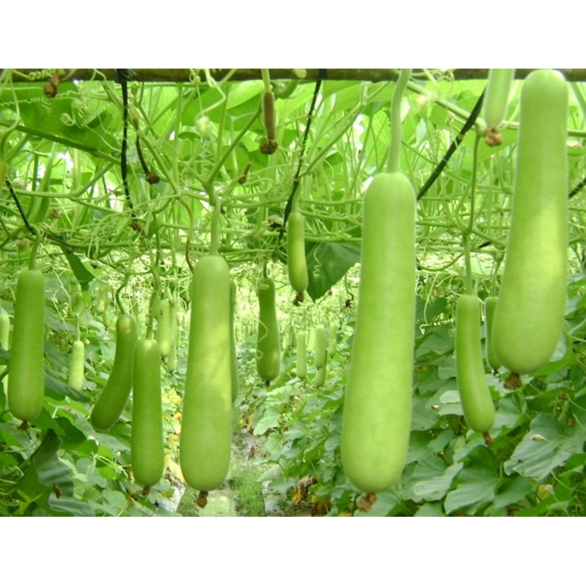 Hạt giống BẦU LAI F1