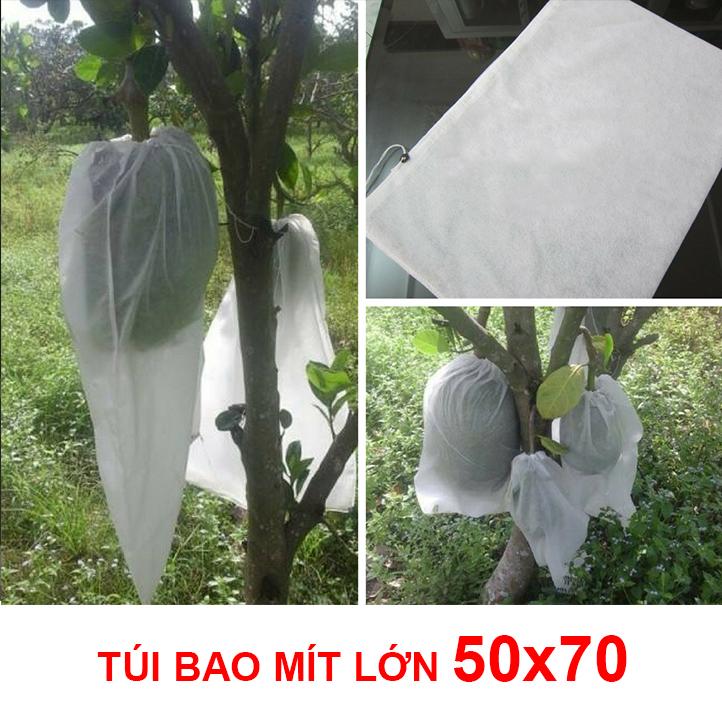 Bao trái cây Hoa Mai 50x70cm 100 cái