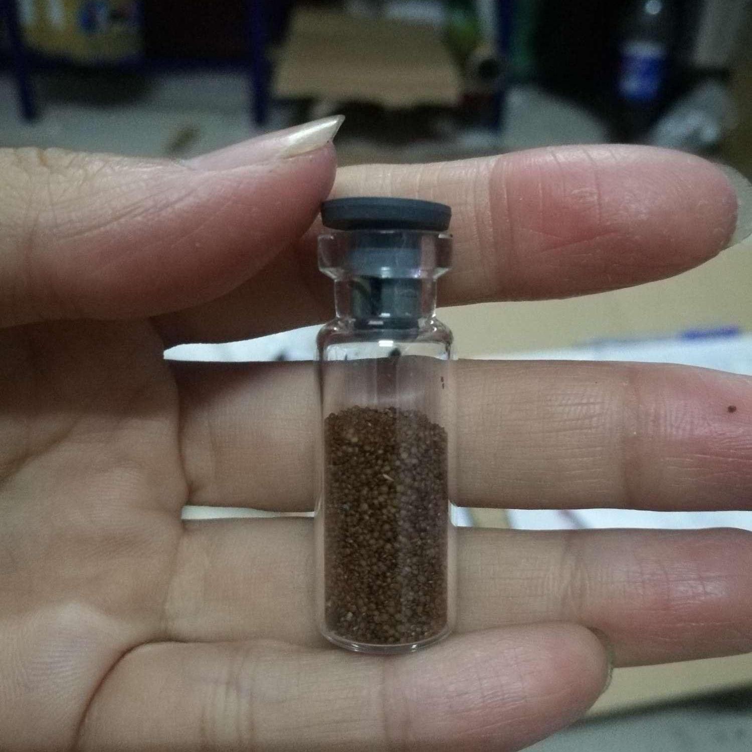 [HCM]Hạt giống trân châu Nhật