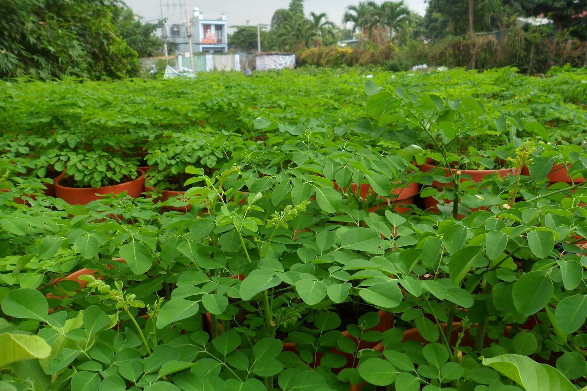 Hạt Giống Chùm Ngây Nhiều Nhánh Dễ Trồng