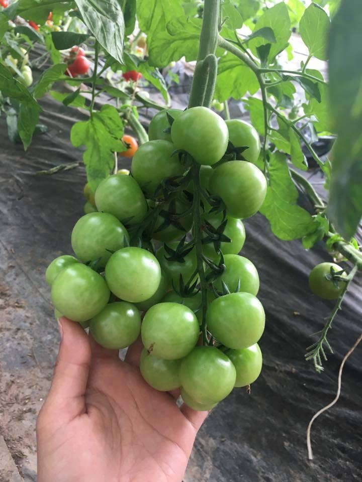 Hạt giống cà chua chùm ( bi cherry vàng ) 1 gói 30 hạt