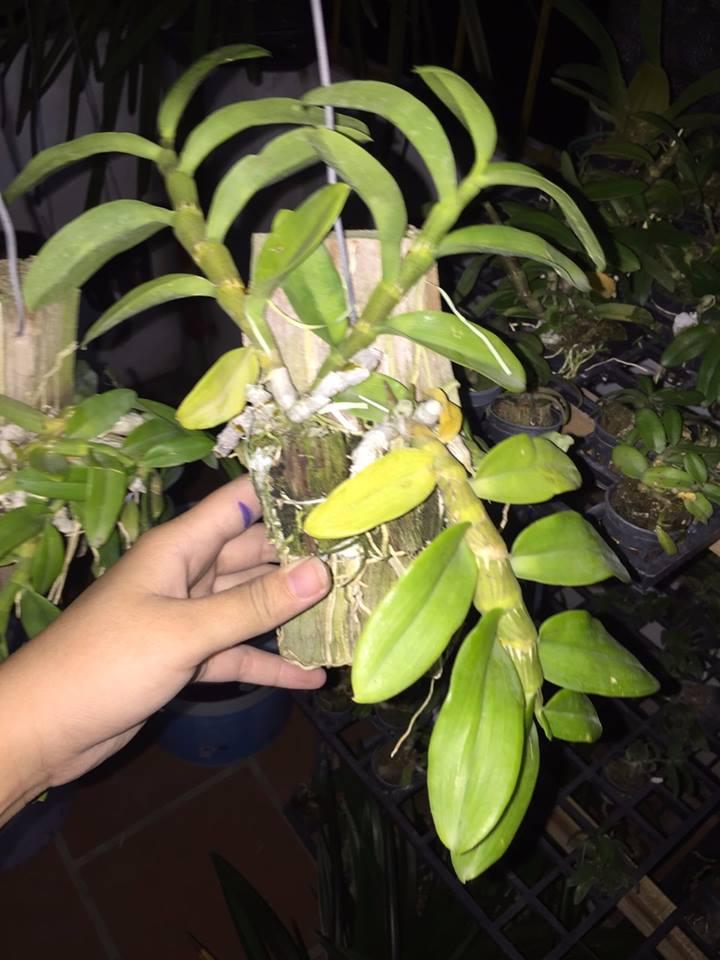 Trầm palashi bảng giống