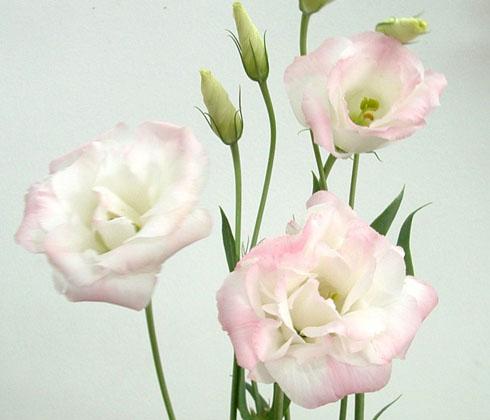 Hạt giống hoa Cát tường F1 - Gói 5 hạt, được cung cấp bởi Green Plus, xuất xứ Nga đóng gói tại VN, chịu nhiệt 15 – 35 độ