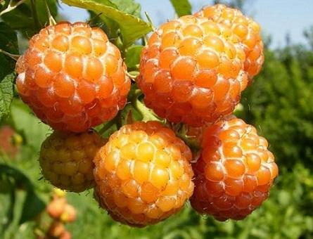 Hạt giống mâm xôi vàng - gói 30 hạt