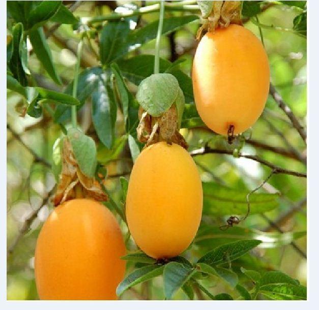 Hạt giống chanh dây vàng ngọt - 1 gói 20 hạt