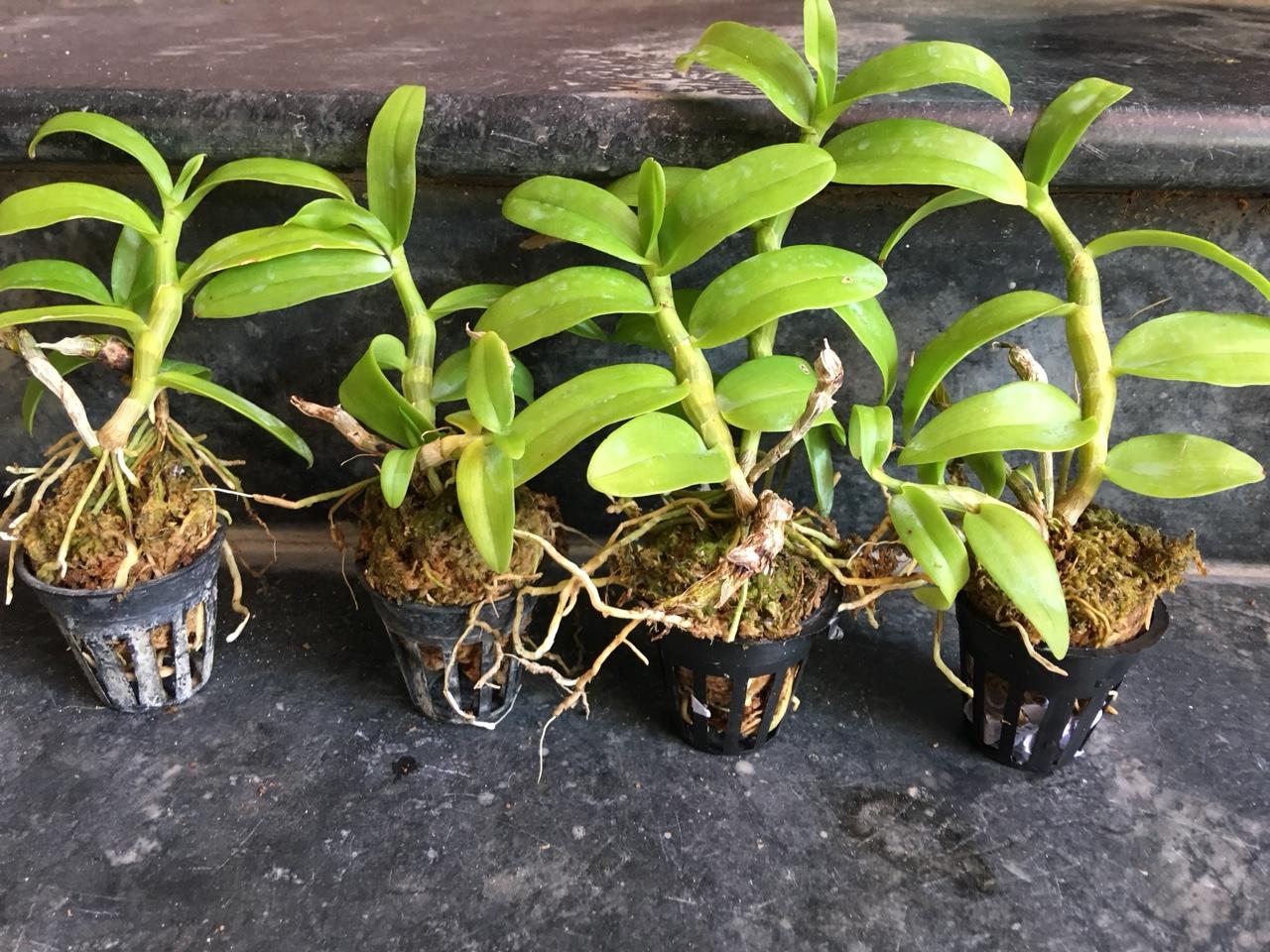 Lan trầm rồng đỏ giống ( Den Nestor)