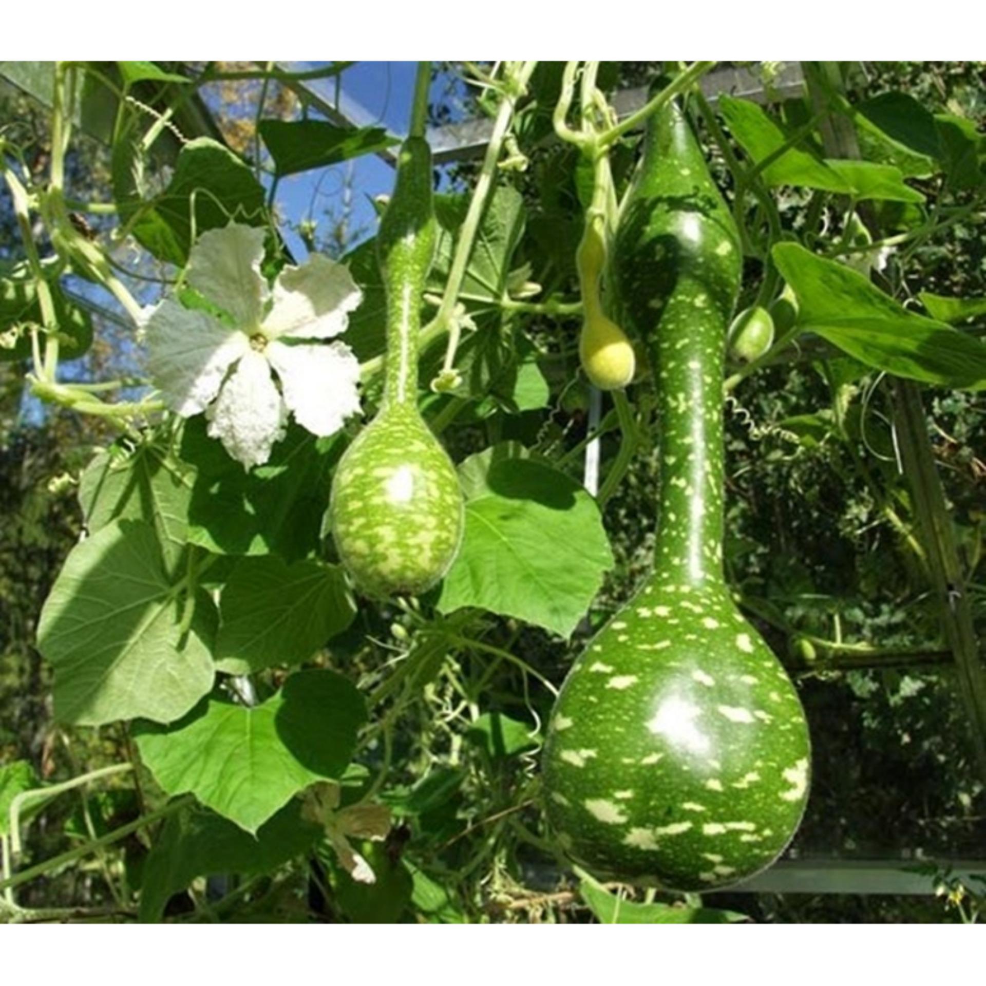 Hạt giống Bầu thiên nga