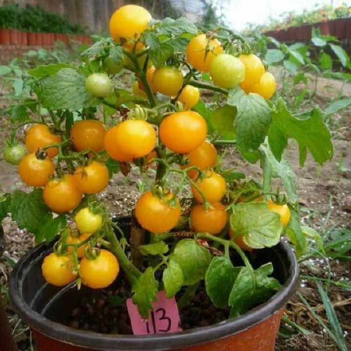 HG40- Hạt giống cà chua bi lùn vàng