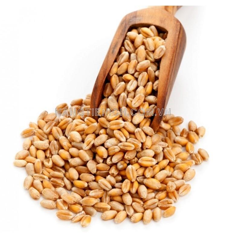 Hạt giống cỏ lúa mì (lúa mạch) 1Kg