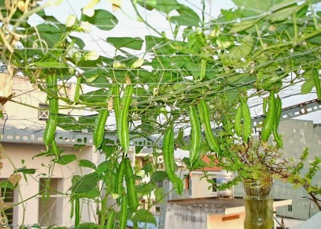 Hạt giống đậu rồng (đậu khế) - 5 gr