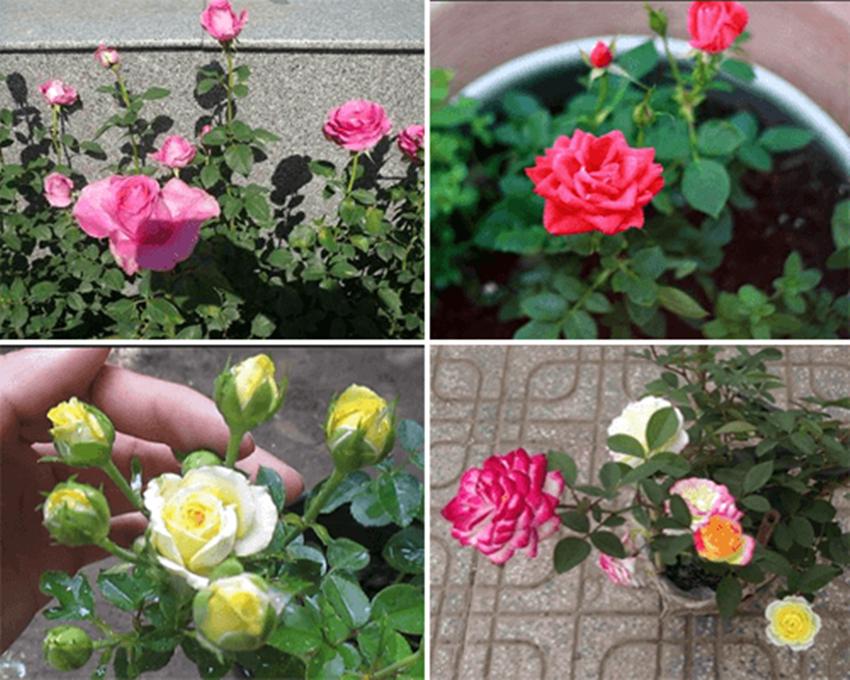 Hạt giống hoa hồng tỷ muội - Nhập từ khẩu từ Đức