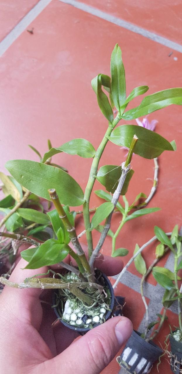 Phi điệp tím nhân kie nhiều vùng miền