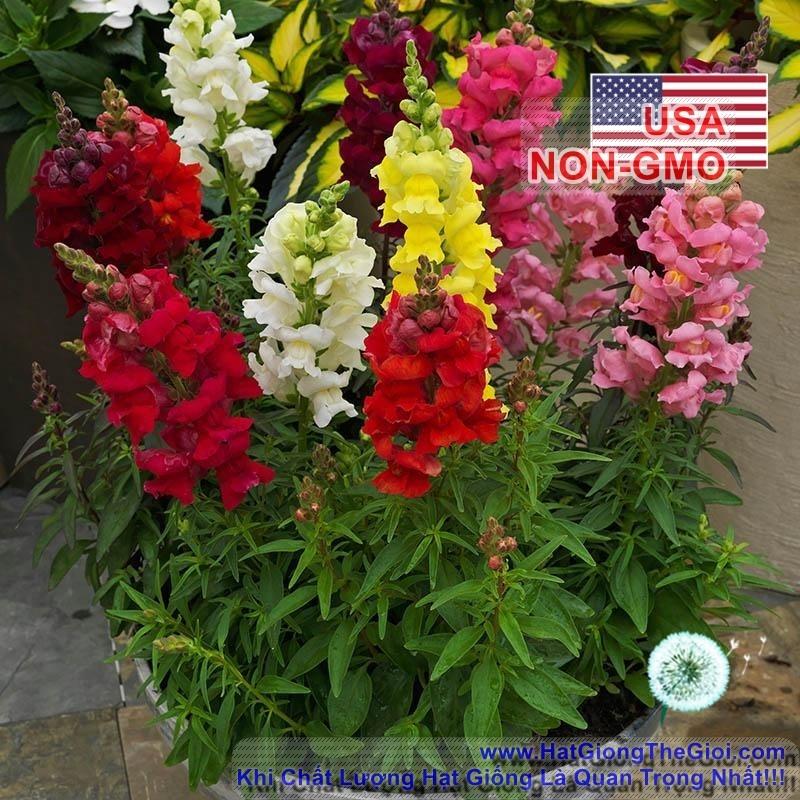 100h Hạt Giống Hoa Mõm Sói Mix Màu (C4.102| -KD: B19*V12*M234)