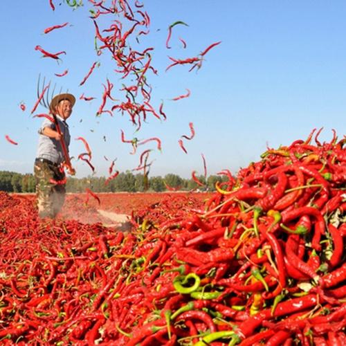 Hạt Giống Ớt Siêu Cay Loại Dễ Trồng. Túi 30 Hạt