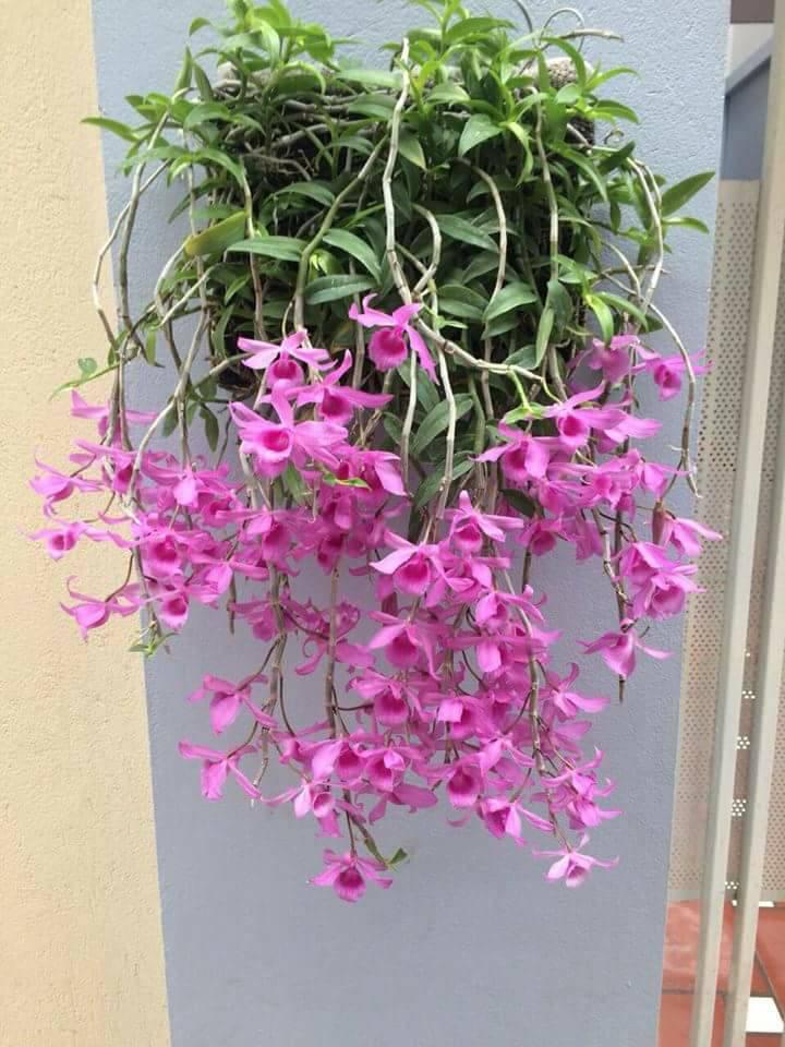 Giã hạc hoa hồng đỏ cây giống