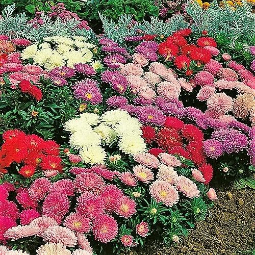 [HCM]Hạt Giống Hoa Hà Lan -Cúc Đà Lạt nhiều màu RD852