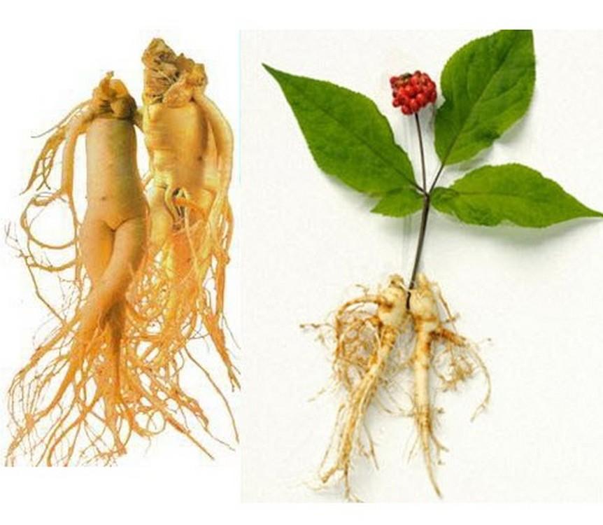 5 Gói Hạt giống Nhân sâm Hàn quốc ~50 hạt (tặng gói kích nẩy mầm và hướng dẫn)