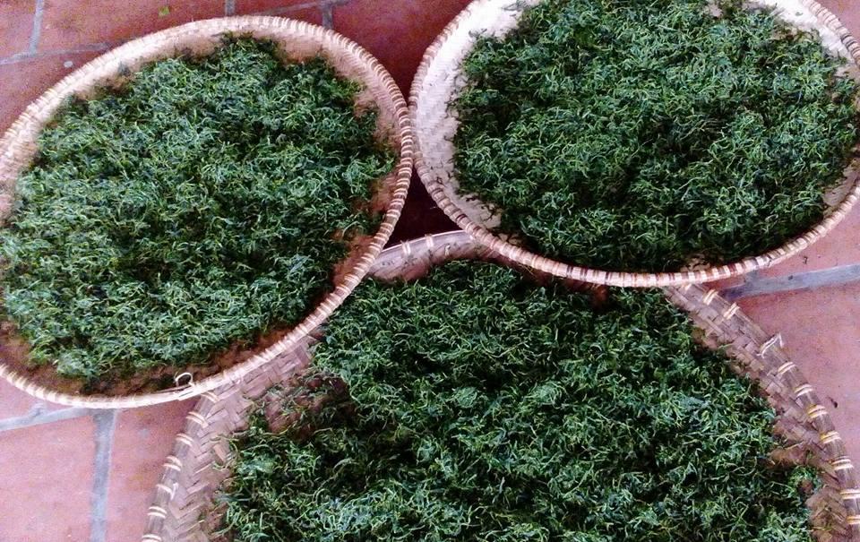 Trà nõn tôm Thái Nguyên thượng phẩm