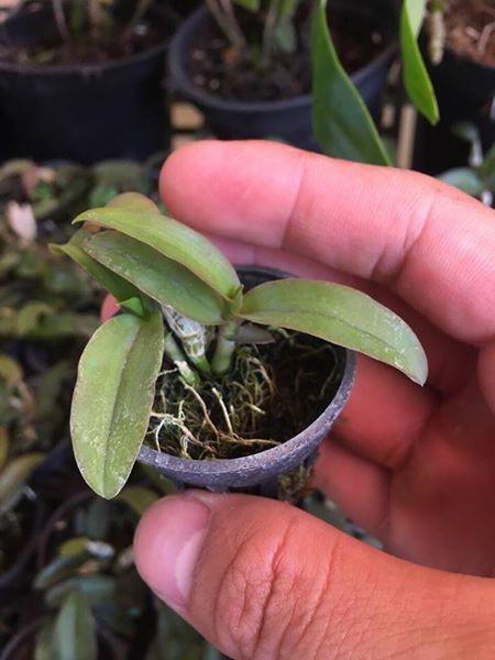 Lan Dã Hạc Châu như Giống