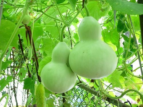 Hạt Giống Bầu Hồ Lô Dễ Trồng
