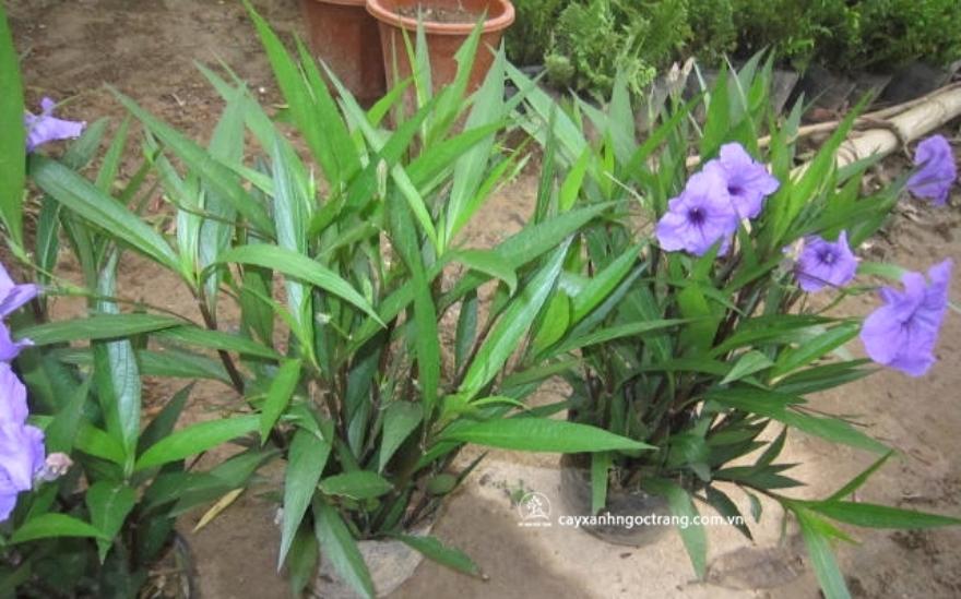 Cây hoa chiều tím - thạch thảo mexico (10 cây/bầu)